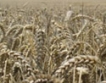 Няма сключена сделка за пшеница от новата реколта