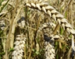 Cпекулации с качеството на пшеницата