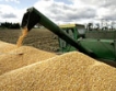 ЕК пусна нови видове ГМО царевица 