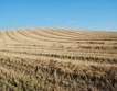 Пшеницата извънредно скъпа заради Русия