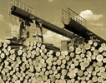 ЕС забрани незаконния дървен материал