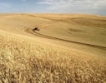 Пшеницата достигна 13 - месечен максимум