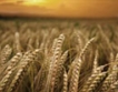 Пшеницата ожъната на 6 %
