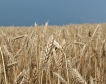 Прогноза: Спад в производството на зърно