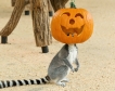 Хелоуин във Виенския зоопарк