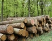 ЮЗДП: Годишна равносметка за горите