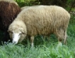 Овцете в България намаляват