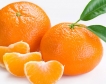 БАБХ спря вноса на  1 173 тона мандарини