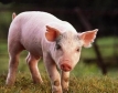 Индия ще внася свинско от САЩ