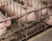 Китай: Свинското месо отново поскъпна 