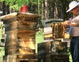 Румъния: Слаба година за пчеларите