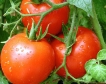 Турция:По-високи приходи от износ на домати