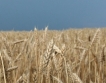 Нелегален внос на украйнско зърно у нас