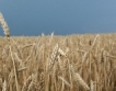 Прогноза за реколтата от пшеница в Добрич