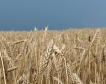 ЕС:Лек спад в производството на зърно
