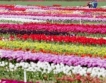 Нидерландия: Предлагането на отрязани цветя ще спадне с до 40%