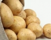 Горещината нападна и картофите в Европа