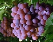 Високи добиви от грозде в област Плевен