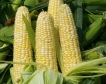 Ю. Африка: По-слаба реколта от царевица