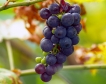 Стандарт на аромати за вина от мавруд 