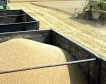 Австралия с рекордно производство на пшеница