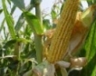 Румъния: 50% спад в реколтата от царевица