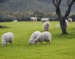 Н.Зеландия:Фермерите абсолютно недоволни