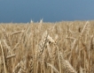 Цените на зърното спадат