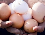 Израел ще внася български яйца