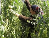 Черна гора раздаде 2500 оранжерии
