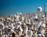 САЩ: Заплаха за реколтата от памук