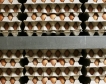 САЩ: Цената на яйцата променлива