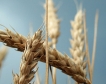 ЕК толерира вноса на украйнско зърно