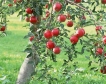 Молдова разширява износа на ябълки