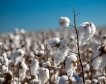 Индия: Износът на памук пада рязко