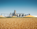 Борсовият пазар на зърно остава спокоен