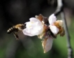 Платформа "Истински мед" и ден на пчелите