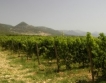 Как ще се развива лозаро-винарският сектор ?