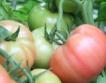Турция увеличи квотата за износ на домати към Русия