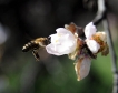 Пчелното богатство на България