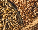 470 до 532 лева за тон хлебна пшеница