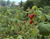 Фестивал на малината започва в Попово