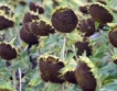 Монтана: По-ниски добиви от слънчоглед