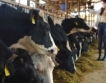 Заради климата: Метеопрогнози за крави