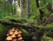 Запасът на горите у нас е нараснал близо 3 пъти