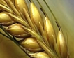 Истерията с цената на пшеницата затихва 