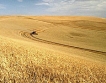 ФАО:Световният пазар на пшеница стабилен