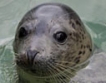 ЕС потвърди забрана на продукти от тюлени