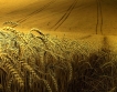 ЕС сваля цените на зърното, отваря резервите 