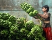 В Индия се очертава недостиг на захар